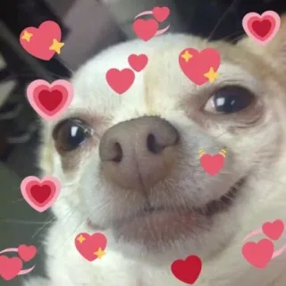 💚 d9689456 cachorro, chihuahua, corações, fofo, amor, adorável whatsapp sticker