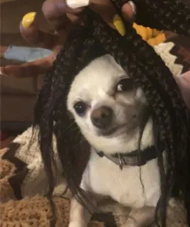 😉 e96fc481 chihuahua, cachorro, tranças, peruca, animal de estimação, fofo, engraçado whatsapp sticker