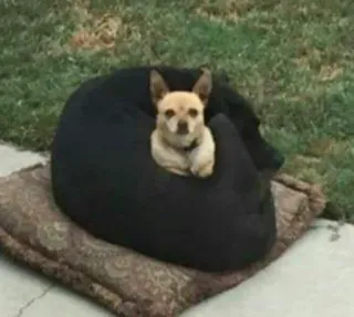 😶 f6b716c9 cachorro, chihuahua, animal de estimação, animal, fofo, adorável, puff, almofada whatsapp sticker