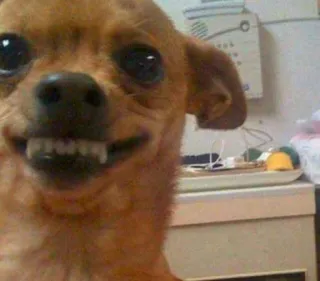 😬 ff2c3a6f cachorro, chihuahua, animal, animal de estimação, engraçado, fofo, meme whatsapp sticker