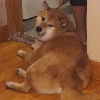 🐕 24fc7da8 dog, shiba inu, animal, pet, cute, meme telegram sticker