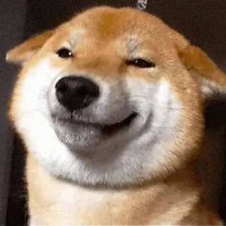 🐕 77255ee2 doge dog, meme, funny, shiba inu, internet meme telegram sticker