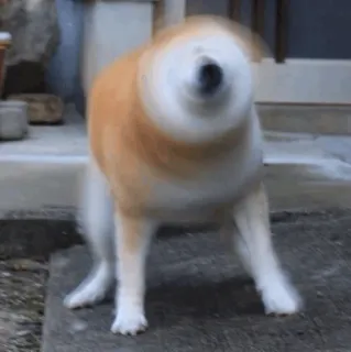 🐕 a26439fe dog, shaking, animal, pet, motion, blur telegram sticker
