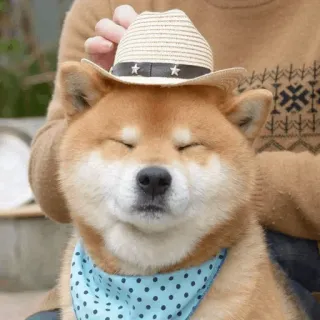 🐕 b7e78cc4 dog, animal, hat, shiba inu, pet, bandana telegram sticker