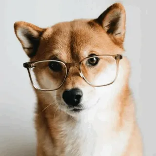 🐕 bca2f319 shiba inu, dog, glasses, smart, pet, animal, meme telegram sticker