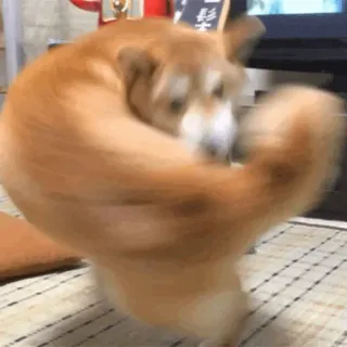 🐕 d72e358f dog, shiba inu, spinning, pet, animal, cute telegram sticker