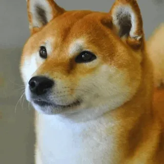 🐕 eff7c215 dog, shiba inu, animal, pet, portrait, domestic, cute telegram sticker
