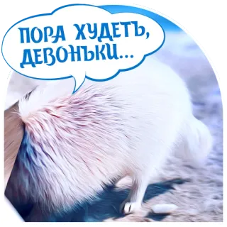 Dogs by @dognfox telegram stickers