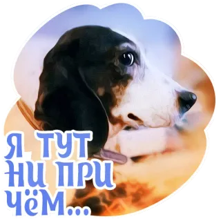 😐 514bf6f7 Я тут ни при чём... cane, animale, adesivo, basset hound, meme telegram sticker