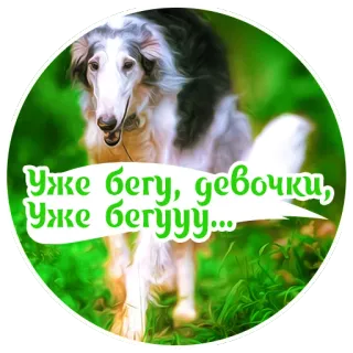 🐕 551a7809 Уже бегу, девочки, уже бегууу... cane, borzoi, corsa, animale domestico, animale, divertente, testo telegram sticker