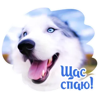 🎤 78bacbfc Щас сплю! cane, husky, assonnato, animale, carino, adesivo, animale domestico telegram sticker