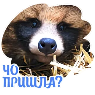 😲 c0b160ba ЧО ПРИШЛА? procione, animale, carino, domanda, russo telegram sticker