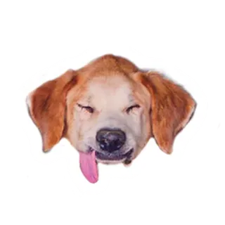 😝 cc4cac06 cane, animale, carino, animale domestico, divertente, lingua telegram sticker