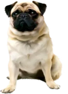 😌 52fe303d carlino, cane, animale domestico, animale, carino, fulvo whatsapp sticker