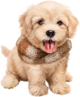 🙂 64994008 cane, cucciolo, carino, animale domestico, animale whatsapp sticker