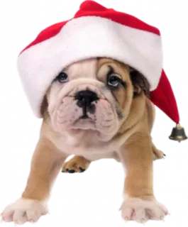 😶 92ff96e9 cane, cucciolo, natale, cappello da Babbo Natale, carino, animale, bulldog whatsapp sticker