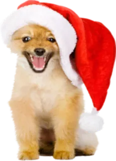 🤣 afbea0b1 cane, cucciolo, Natale, cappello, carino whatsapp sticker