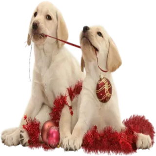 Dogs @StikerDi telegram stickers