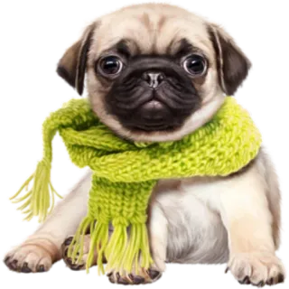 👘 fd0b20f9 cane, carlino, cucciolo, animale, sciarpa, carino, animale domestico whatsapp sticker