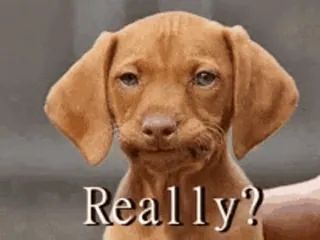 😐 5ba4f629 Really? 狗, 小狗, 可爱, 动物, 问题 telegram sticker