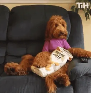 Dogs @stickersb2b telegram stickers