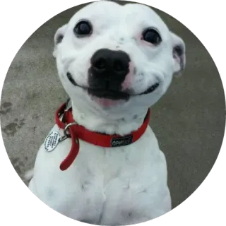 🙂 08f275f3 dog, animal, pet, smile, cute whatsapp sticker