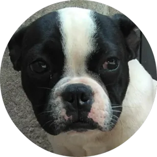 🐶 413aa066 dog, pet, animal, puppy, bulldog whatsapp sticker