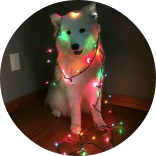 😇 469ac5a5 dog, christmas lights, festive, cute, animal, pet whatsapp sticker