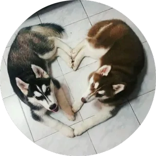 ❤️ 64feda03 dogs, husky, love, animals, heart whatsapp sticker