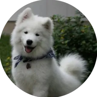 🐶 6fb8589d dog, samoyed, pet, animal, white whatsapp sticker