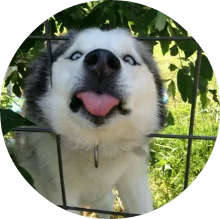 😝 729c3112 dog, husky, animal, cute, funny, tongue whatsapp sticker