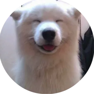 😌 89aaed0c dog, happy, smiling, samoyed, animal whatsapp sticker