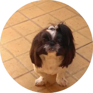 🐶 8dc5e93a dog, pet, shih tzu, cute, animal whatsapp sticker