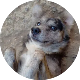 😒 a4d101fd dog, animal, cute, pet, domestic whatsapp sticker