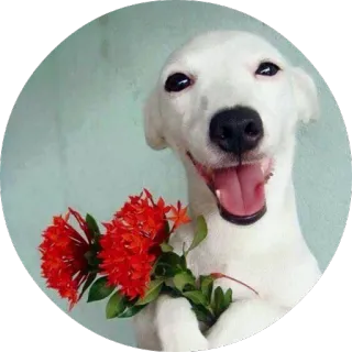🌹 b4548a2e dog, happy, flowers, smile, pet, cute, bouquet whatsapp sticker