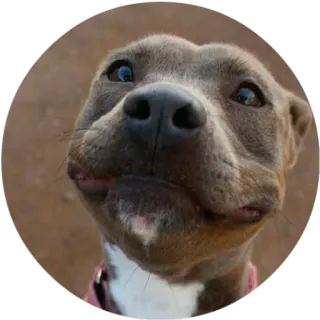 😊 b5fa0e61 dog, cute, puppy, animal, pitbull whatsapp sticker