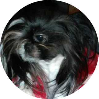 Dogs by: @iamzinho whatsapp stickers