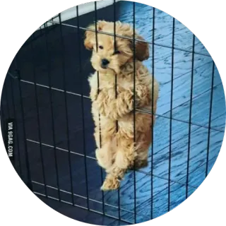 😔 c24717d9 puppy, dog, cute, animal, cage whatsapp sticker