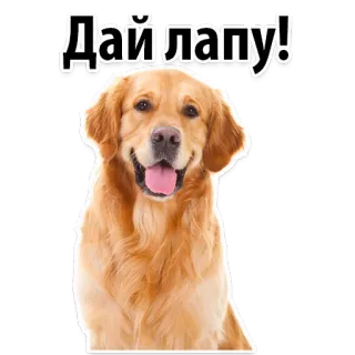 👌 0aa519b5 Дай лапу! หมา, โกลเด้น รีทรีฟเวอร์, สัตว์เลี้ยง, น่ารัก, สัตว์ telegram sticker