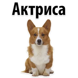 😋 0af1b2f3 Актриса หมา, คอร์กี้, นักแสดง, นักแสดงหญิง, สัตว์เลี้ยง, น่ารัก telegram sticker