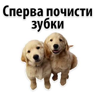 Dogs Sleng @stickersb2b telegram stickers