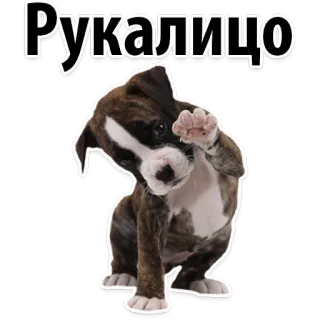 🐽 44cec1c2 Рукалицо หมา, ลูกหมา, กุมขมับ, ตลก, รัสเซีย, สติกเกอร์ telegram sticker