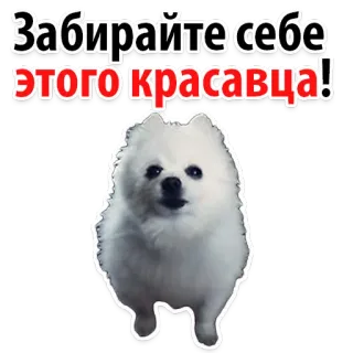 😞 5bd68cc7 Забирайте себе этого красавца! หมา, น่ารัก, ลูกหมา, ขาว, สัตว์ telegram sticker