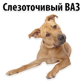 😐 5dcd60b5 Слезоточивый ВАЗ หมา, สัตว์เลี้ยง, สัตว์, สีน้ำตาล, น่ารัก, นอน telegram sticker