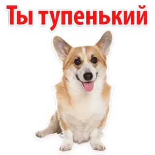 🐸 6b514f71 Ты тупенький หมา, คอร์กี้, น่ารัก, สัตว์, ตลก, รัสเซีย, ข้อความ telegram sticker