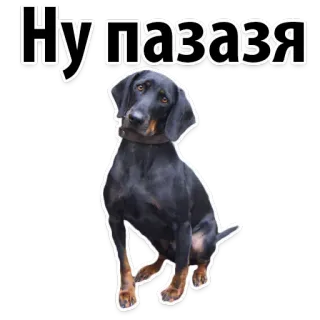 🤡 6c7830b4 Ну пазазя หมา, สัตว์, น่ารัก, สัตว์เลี้ยง, สติกเกอร์ telegram sticker