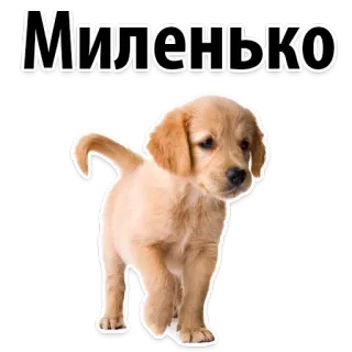 😍 6d6498af Миленько หมา, ลูกหมา, น่ารัก, โกลเด้นรีทรีฟเวอร์, สัตว์ telegram sticker