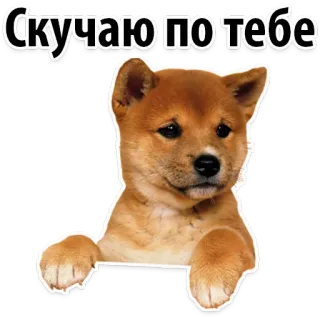 😚 95979109 Скучаю по тебе หมา, ชิบะอินุ, ลูกหมา, น่ารัก, สัตว์เลี้ยง, สติกเกอร์ telegram sticker