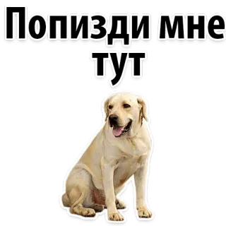 🦁 96bbff20 Попизди мне тут สุนัข, ลาบราดอร์, ข้อความรัสเซีย, หยาบคาย telegram sticker