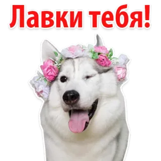 😻 b1a9b170 Лавки тебя! หมา, สัตว์, ฮัสกี้, มงกุฎดอกไม้, ขยิบตา, น่ารัก, สัตว์เลี้ยง telegram sticker